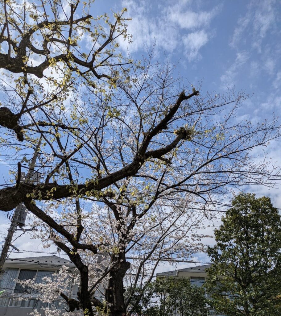 奥がサクラ。手前はコナラです。